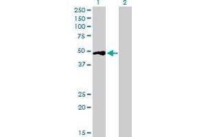 Western Blot analysis of BSND expression in transfected 293T cell line by BSND MaxPab polyclonal antibody. (BSND anticorps  (AA 1-320))