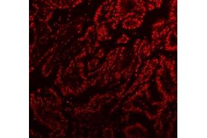 IF analysis of SFPQ using anti-SFPQ antibody (ABIN7603089). (SFPQ anticorps  (Middle Region))