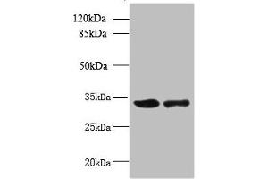 Western blot All lanes: RWDD2A antibody at 0. (RWDD2A anticorps  (AA 1-292))