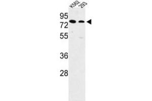 Western Blotting (WB) image for anti-Solute Carrier Family 3 Member 1 (SLC3A1) antibody (ABIN3003916) (SLC3A1 anticorps)