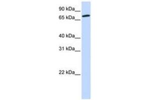 Image no. 1 for anti-Component of Oligomeric Golgi Complex 4 (COG4) (AA 576-625) antibody (ABIN6743815) (COG4 anticorps  (AA 576-625))