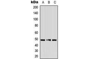 Western blot analysis of Alpha-2A Adrenergic Receptor expression in HepG2 (A), mouse heart (B), rat heart (C) whole cell lysates.