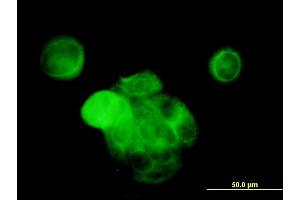 Immunofluorescence of monoclonal antibody to MAPK13 on MCF-7 cell. (MAPK13 anticorps  (AA 251-365))