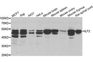 Western blot analysis of extracts of various cell lines, using ILF2 antibody (ABIN5973487) at 1/1000 dilution. (ILF2 anticorps)