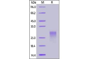 Biotinylated Human PVRIG, His,Avitag on  under reducing (R) condition. (PVRIG Protein (AA 41-171) (His tag,AVI tag,Biotin))