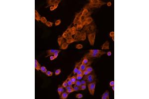 Immunofluorescence analysis of HepG2 cells using Apolipoprotein C3 Rabbit pAb (ABIN7265641) at dilution of 1:250 (40x lens).