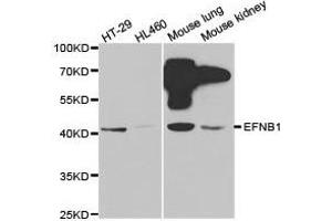 Western Blotting (WB) image for anti-Ephrin B1 (EFNB1) antibody (ABIN1872442) (Ephrin B1 anticorps)