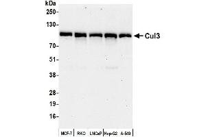 Western Blotting (WB) image for anti-Cullin 3 (CUL3) (AA 650-700) antibody (ABIN7453602)