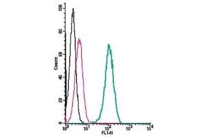Cell surface detection of KCa1.