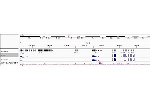 ChIP DNA-Sequencing (ChIP-seq) image for anti-Interferon Regulatory Factor 2 (IRF2) (AA 250-300) antibody (ABIN7453312)