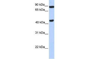 WB Suggested Anti-NPAS2 Antibody Titration:  0. (NPAS2 anticorps  (N-Term))
