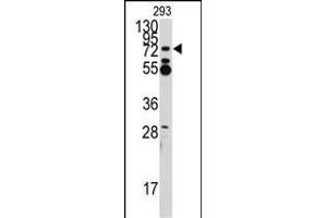 Western blot analysis of anti-ZN Antibody (N-term) (ABIN388709 and ABIN2838808) in 293 cell line lysates (35 μg/lane).