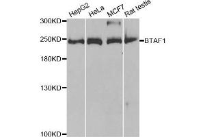Western blot analysis of extracts of various cell lines, using BTAF1 antibody. (BTAF1 anticorps)