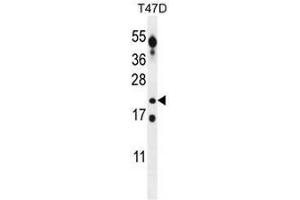 CT45A Antibody (Center) western blot analysis in T47D cell line lysates (35µg/lane). (CT45A5 anticorps  (Middle Region))