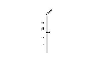 Anti-CLDN2 Antibody at 1:1000 dilution + human heart lysate Lysates/proteins at 20 μg per lane. (Claudin 2 anticorps  (C-Term))