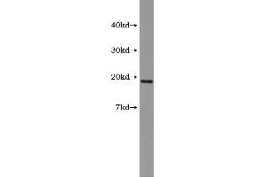 Western Blotting (WB) image for Vasoactive Intestinal Peptide (Vip) ELISA Kit (ABIN1117772) (Vip Kit ELISA)