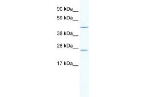 Annexin A11 antibody used at 2.