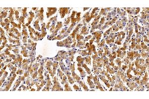 Detection of STAT3 in Bovine Liver Tissue using Polyclonal Antibody to Signal Transducer And Activator Of Transcription 3 (STAT3)