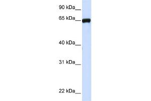 WB Suggested Anti-LRRC4C Antibody Titration:  0. (LRRC4C anticorps  (N-Term))