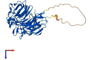 AlphaFold protein structure predicition of Human Recombinant RABEPK Protein, UniprotID Q7Z6M1