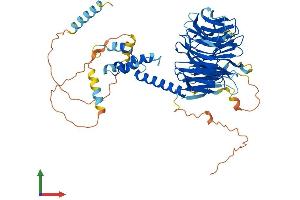 AlphaFold protein structure predicition of Human Recombinant FBXW8 Protein, UniprotID Q8N3Y1