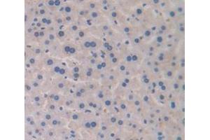 IHC-P analysis of Mouse Tissue, with DAB staining. (Transferrin anticorps  (AA 360-682))