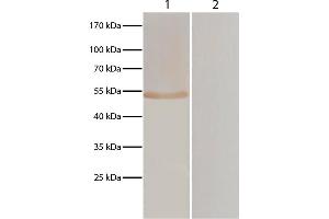 Lane 1 - pVAX-EF-1α transfected BHK cells Lane 2 - pVAXI transfected BHK cells pVAX-EF-1α and pVAXI transfected BHK cells were resolved by electrophoresis, transferred to membrane, and probed with anti-T. (Chèvre anti-Poulet IgY (Heavy & Light Chain) Anticorps (PE))