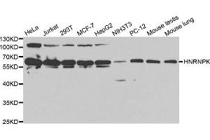 Western blot analysis of extracts of various cell lines, using HNRNPK antibody. (HNRNPK anticorps  (AA 1-280))