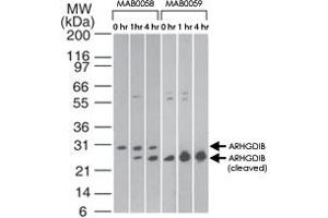 Western blot analysis of ARHGDIB in Jurkat cells using ARHGDIB monoclonal antibody, clone 10D774  at 2 ug/mL and ARHGDIB monoclonal antibody, clone 97A1015  at 0. (ARHGDIB anticorps  (Cleavage Site))