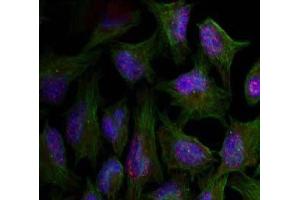 Immunofluorescence staining of methanol-fixed HeLa cells using AKT1 (phospho-Thr450) Antibody (E011502, red) (AKT1 anticorps  (pThr450))