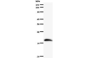 Western Blotting (WB) image for anti-Zinc Finger and SCAN Domain Containing 21 (Zscan21) antibody (ABIN932469) (ZSCAN21 anticorps)