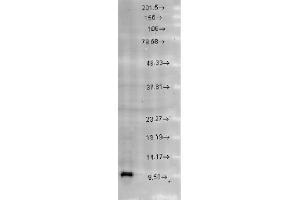 Cpn10 Western Blot. (HSPE1 anticorps  (C-Term))