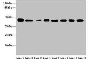 Western blot All lanes: ACTL6A antibody at 4 μg/mL Lane 1: Mouse thymus tissue Lane 2: Mouse spleen tissue Lane 3: Mouse heart tissue Lane 4: Jurkats whole cell lysate Lane 5: K562 whole cell lysate Lane 6: Hela whole cell lysate Lane 7: A549 whole cell lysate Lane 8: MCF-7 whole cell lysate Secondary Goat polyclonal to rabbit IgG at 1/10000 dilution Predicted band size: 48, 44 kDa Observed band size: 48 kDa (BAF53A anticorps  (AA 1-280))