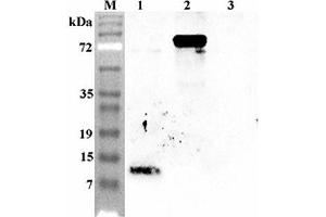 Western blot analysis using anti-Granulin C (human), pAb  at 1:4'000 dilution. (Granulin anticorps)