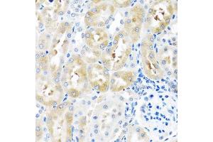 Immunohistochemistry of paraffin-embedded rat kidney using GNRH2 antibody.