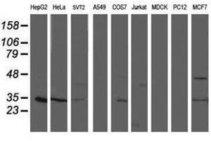 Image no. 2 for anti-Translocase of Outer Mitochondrial Membrane 34 (TOMM34) antibody (ABIN1501470) (TOMM34 anticorps)