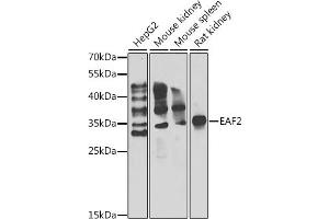 Western blot analysis of extracts of various cell lines, using E antibody (ABIN6127826, ABIN6139905, ABIN6139906 and ABIN6222933) at 1:1000 dilution. (EAF2 anticorps  (AA 1-170))