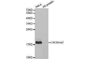 Western blot analysis of extracts of various cell lines, using DiMethyl-Histone H3-K36 antibody.