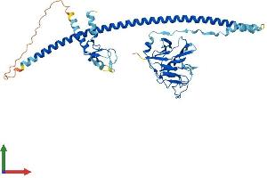AlphaFold protein structure predicition of Human Recombinant TRIML1 Protein, UniprotID Q8N9V2