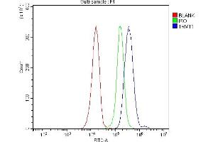 anti-tRNA Methyltransferase 1 (TRMT1) (AA 61-626) antibody