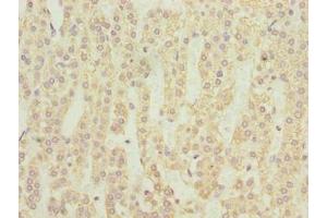 Immunohistochemistry of paraffin-embedded human adrenal gland tissue using ABIN7161338 at dilution of 1:100 (NMUR1 anticorps  (AA 360-426))