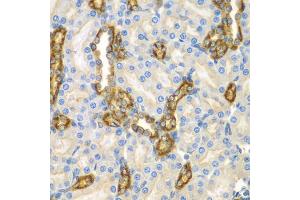Immunohistochemistry of paraffin-embedded mouse kidney using CNPY3 antibody. (TNRC5 anticorps)