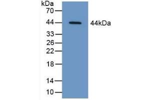 Detection of Recombinant CAP3, Human using Polyclonal Antibody to Cytoplasmic Antiproteinase 3 (CAP3) (SERPINB9 anticorps  (AA 1-376))
