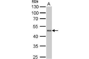 WB Image EEF1A2 antibody detects EEF1A2 protein by Western blot analysis.