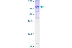 Image no. 1 for Polymerase (DNA Directed), alpha 2 (70kD Subunit) (POLA2) (AA 1-598) protein (GST tag) (ABIN1315618)