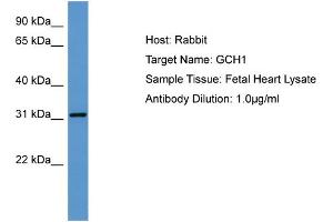 Host: Rabbit Target Name: GCH1 Sample Tissue: Human Fetal Heart Antibody Dilution: 1ug/ml (GCH1 anticorps  (N-Term))