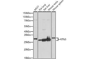 Western blot analysis of extracts of various cell lines, using KITLG antibody (ABIN6128159, ABIN6142901, ABIN6142902 and ABIN6221323) at 1:1000 dilution. (KIT Ligand anticorps  (AA 26-214))