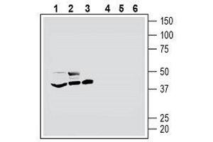 Western blot analysis of mouse BV-2 microglia cell line lysate (lanes 1 and 4), human THP-1 monocytic leukemia cell line lysate (lanes 2 and 5) and human MEG-01 megakaryoblastic leukemia cell line lysate (lanes 3 and 6): - 1-3. (HTR7 anticorps  (Extracellular, N-Term))