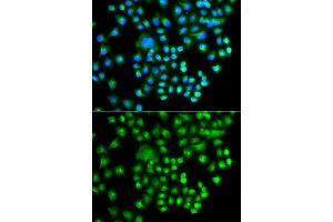 Immunofluorescence analysis of A549 cells using PRKACG antibody (ABIN5975722).