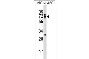 Mouse Csrnp2 Antibody (N-term) (ABIN1539328 and ABIN2850074) western blot analysis in NCI- cell line lysates (35 μg/lane). (CSRNP2 anticorps  (N-Term))
